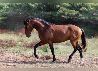 Lusitanien, Étalon, 3 Ans, 159 cm, Bai