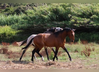 Lusitanien, Étalon, 3 Ans, 159 cm, Bai