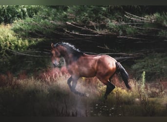 Lusitanien, Étalon, 3 Ans, 159 cm, Bai