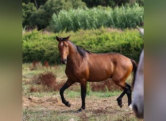 Lusitanien, Étalon, 3 Ans, 159 cm, Bai