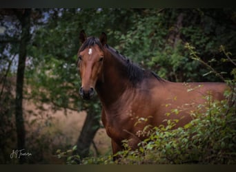 Lusitanien, Étalon, 3 Ans, 159 cm, Bai