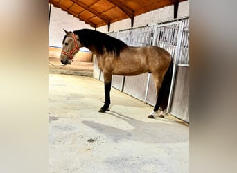 Lusitanien, Étalon, 3 Ans, 159 cm, Buckskin