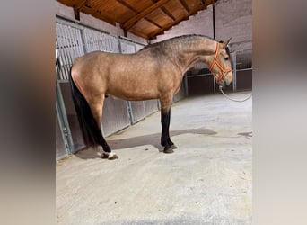 Lusitanien, Étalon, 3 Ans, 159 cm, Buckskin