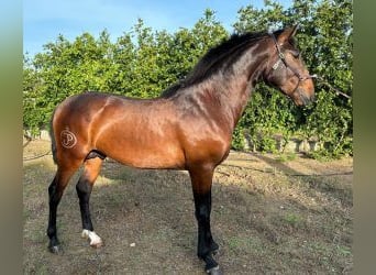 Lusitanien Croisé, Étalon, 3 Ans, 160 cm, Bai cerise