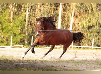 Lusitanien, Étalon, 3 Ans, 160 cm, Bai