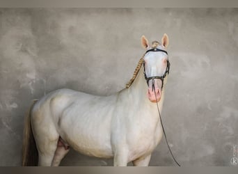 Lusitanien, Étalon, 3 Ans, 160 cm, Cremello