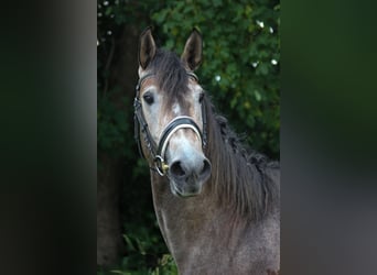 Lusitanien, Étalon, 3 Ans, 160 cm, Gris