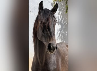 Lusitanien, Étalon, 3 Ans, 160 cm, Gris