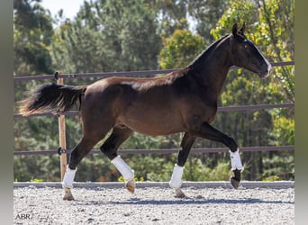 Lusitanien, Étalon, 3 Ans, 160 cm, Noir