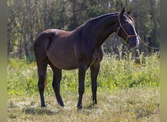 Lusitanien, Étalon, 3 Ans, 160 cm, Noir