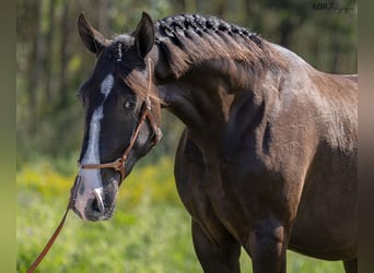 Lusitanien, Étalon, 3 Ans, 160 cm, Noir