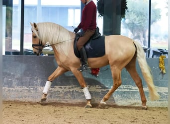 Lusitanien, Étalon, 3 Ans, 160 cm, Palomino