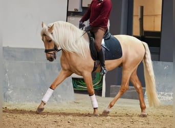 Lusitanien, Étalon, 3 Ans, 160 cm, Palomino