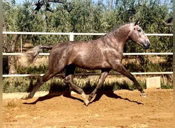 Lusitanien, Étalon, 3 Ans, 161 cm, Gris (bai-dun)