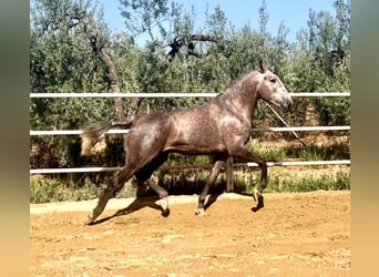 Lusitanien, Étalon, 3 Ans, 161 cm, Gris (bai-dun)