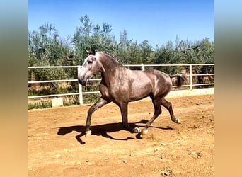 Lusitanien, Étalon, 3 Ans, 161 cm, Gris (bai-dun)