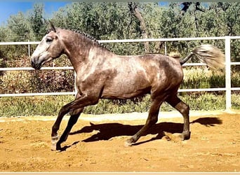 Lusitanien, Étalon, 3 Ans, 161 cm, Gris (bai-dun)