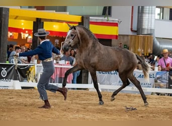 Lusitanien, Étalon, 3 Ans, 161 cm, Gris (bai-dun)