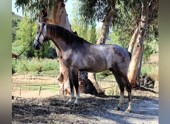 Lusitanien, Étalon, 3 Ans, 161 cm, Rouan bleu