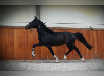 Lusitanien Croisé, Étalon, 3 Ans, 162 cm, Bai brun