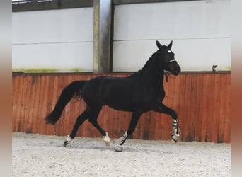 Lusitanien Croisé, Étalon, 3 Ans, 162 cm, Bai brun