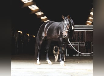 Lusitanien Croisé, Étalon, 3 Ans, 162 cm, Bai brun