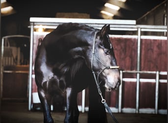 Lusitanien Croisé, Étalon, 3 Ans, 162 cm, Bai brun