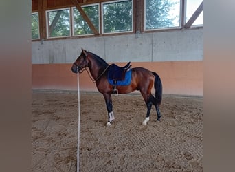 Lusitanien, Étalon, 3 Ans, 162 cm, Bai brun