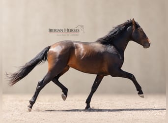 Lusitanien Croisé, Étalon, 3 Ans, 162 cm, Bai