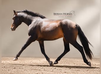 Lusitanien Croisé, Étalon, 3 Ans, 162 cm, Bai