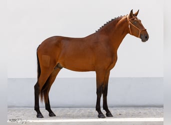 Lusitanien, Étalon, 3 Ans, 162 cm, Bai