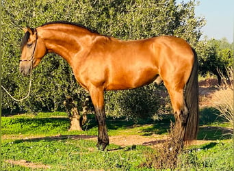 Lusitanien, Étalon, 3 Ans, 162 cm, Buckskin