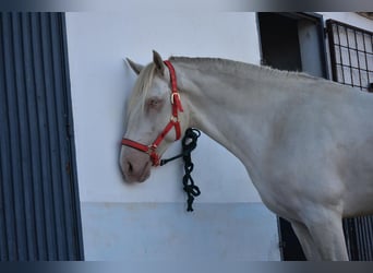 Lusitanien, Étalon, 3 Ans, 162 cm, Cremello