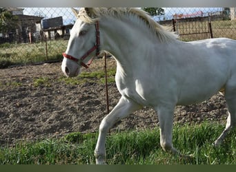 Lusitanien, Étalon, 3 Ans, 162 cm, Cremello