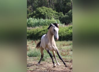 Lusitanien, Étalon, 3 Ans, 162 cm, Gris (bai-dun)