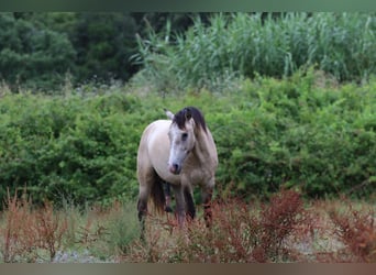 Lusitanien, Étalon, 3 Ans, 162 cm, Gris (bai-dun)