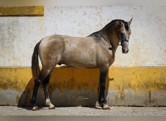 Lusitanien, Étalon, 3 Ans, 162 cm, Gris (bai-dun)