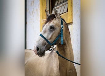 Lusitanien, Étalon, 3 Ans, 162 cm, Gris (bai-dun)