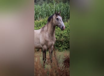 Lusitanien, Étalon, 3 Ans, 162 cm, Gris (bai-dun)