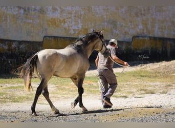 Lusitanien, Étalon, 3 Ans, 162 cm, Gris (bai-dun)