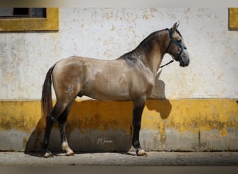 Lusitanien, Étalon, 3 Ans, 162 cm, Gris (bai-dun)