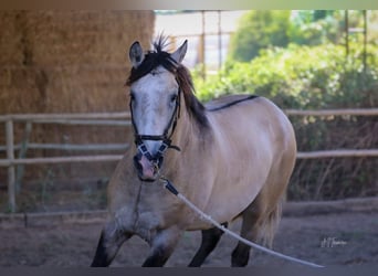 Lusitanien, Étalon, 3 Ans, 162 cm, Gris (bai-dun)