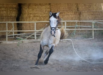 Lusitanien, Étalon, 3 Ans, 162 cm, Gris (bai-dun)