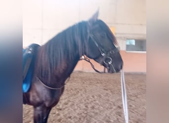 Lusitanien, Étalon, 3 Ans, 162 cm, Noir