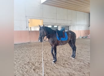 Lusitanien, Étalon, 3 Ans, 162 cm, Noir