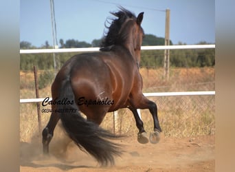 Lusitanien, Étalon, 3 Ans, 163 cm, Bai brun