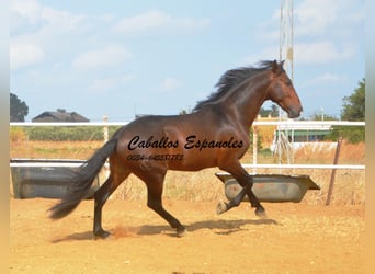 Lusitanien, Étalon, 3 Ans, 163 cm, Bai brun