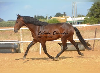 Lusitanien, Étalon, 3 Ans, 163 cm, Bai brun