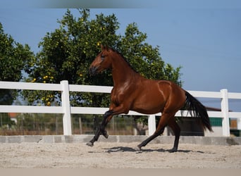 Lusitanien, Étalon, 3 Ans, 163 cm, Bai cerise
