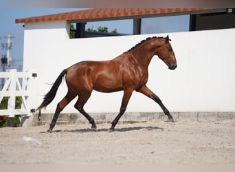 Lusitanien, Étalon, 3 Ans, 163 cm, Bai cerise